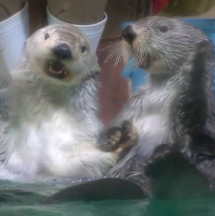 ラッコ🦦 ビーバー🦫推し✨
動物園🦁・水族館🐬好きです。動物好きな人と仲良くできたらなと思ってます。
無言フォロー失礼します。