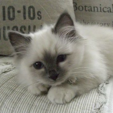 のらねこ※保存禁止