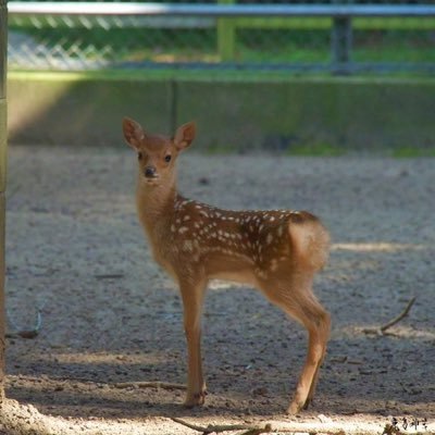 SViLT26wVq77188's profile picture. 