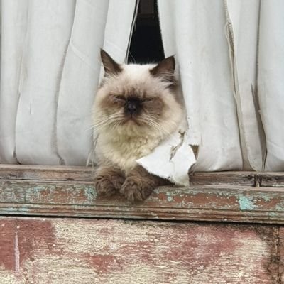 Aviscenna25's profile picture. 