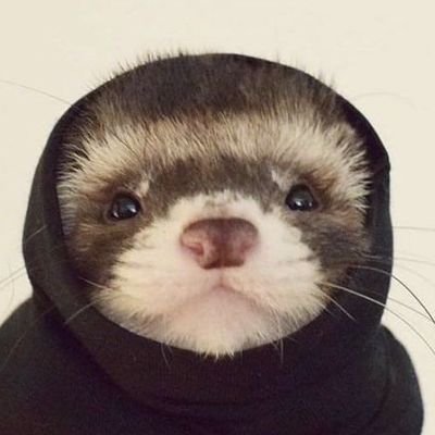 FetterStine's profile picture. Joven 18
Colombia 🇨🇴 
Universitario