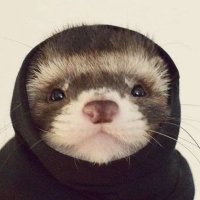 Fetter (@fetterstine) 's Twitter Profile Photo Fetter (@fetterstine) 's Twitter Profile Photo