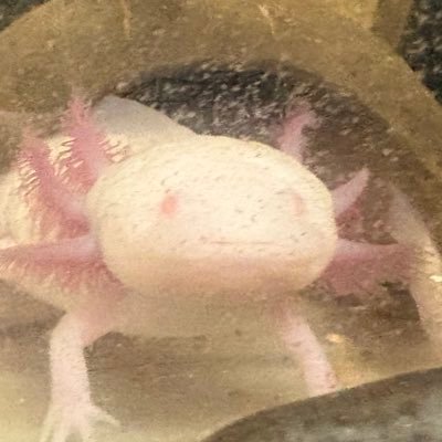 かすわぎくんさんのプロフィール画像