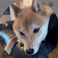 ぽん太とうに太 (@inudog_ponuni) 's Twitter Profile