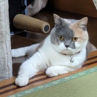 Pyromania (@p5lyctgoho4lci1) 's Twitter Profile