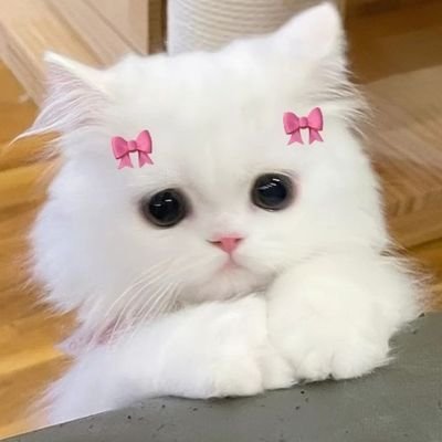 °•(ออซ)•°«Auau save»💙         
                                                
°•(ฟอราลิส)•° «ฟอสบุ๊ค»🦊🐰
°•(ภภ)•°«ม่อนโปร»💚
 HEARTDROP ☁️ |ติ่งยารักษาใจ