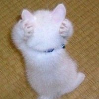 cilok rebus (@taarchv) 's Twitter Profile