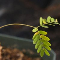 Richard Grows 🌱 (@growsrichard) 's Twitter Profile