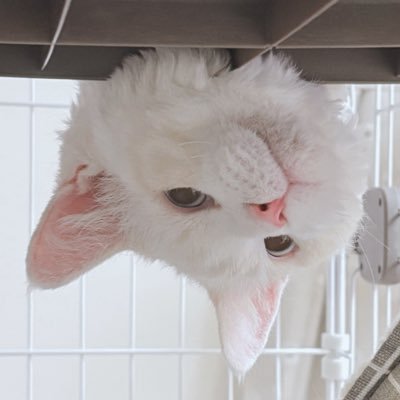 MILOU_gourmand's profile picture. 名前MILOU(ミルゥ)｜2024年生まれのセルカークレックス♂｜性格:甘えん坊、穏やか、でも眠いとキレる｜オラと飼い主の日記｜Ｘを🐈で埋め尽くしたい｜ねこさん好きのフォロー待ってるにゃー🐾