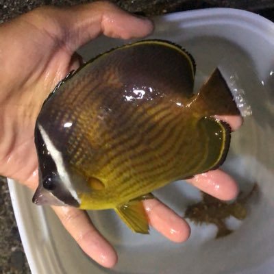 鉄道と魚を撮影、採取してます。EF66-100番台が一番好きです!三重県に住む高校生。下手くそです。TikTokでは鉄道動画を主に上げてます。#魚好きと繋がりたい #死滅回遊魚 #死滅回遊魚採集 #海水魚 #撮り鉄