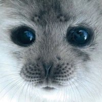 dylan (@dylnghh) 's Twitter Profile
