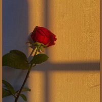 Zehra (@zehraqw1) 's Twitter Profile