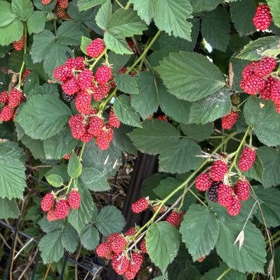 shumiakamanga's profile picture. ただのオタクの趣味垢です。結構流れに影響されます。20↑ 色々好きです。ex: ひゃくえむ。宮トガ  呪術廻戦 宿虎 脹虎  チェンソーマン 早川家  ブルーロック 凛潔 馬狼  ヒロアカ 勝デク  忘バ 藤ヤマ 趣味を語れる人と繋がりたいです #オタクと繋がりたい アニメ・漫画・映画