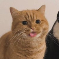 Say Hi ʕ•ᴥ•ʔ (@yinwarja) 's Twitter Profile Photo