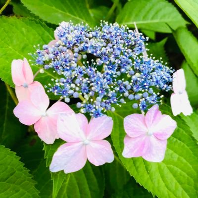 0UpnHgd3gy68973's profile picture. 好きなものを情報収集したりRTさせて頂くアカウントです