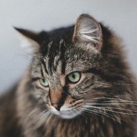 dardeau cèdric 🇨🇵 (@cedricdard68769) 's Twitter Profile