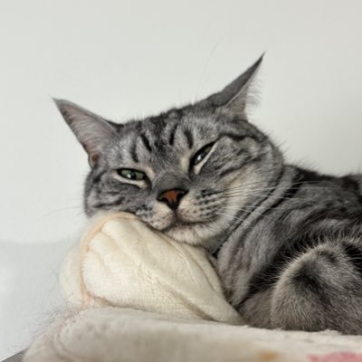 オンノヅキ🐱🐱さんのプロフィール画像