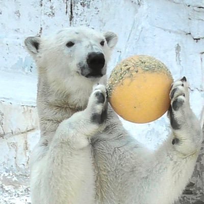 crLpFOpSya9mi4a's profile picture. 天王寺動物園が大好き🌟 🐻‍❄️🐈‍⬛🦜❤ zoo活🔰です。お手柔らかに🙇‍♀️ 鳥羽水のメイちゃん長生きしてね📣💪 今年の遠征は、7月の八木山＆ZOOMOで最後になりそうです😭来年は沢山の動物園に行きたいな🙏 一眼レフも欲しい📷💕🥺