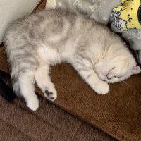 goma_エンジニア垢 (@naogoma_15) Twitter profile photo