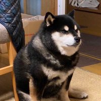 Totakeke (@_totakekebsc) 's Twitter Profile