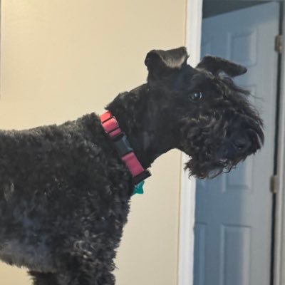 BenShaener's profile picture. building Fetch - ai driven healthcare recruiting and sales platform