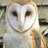 owl_111's profile image
