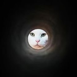 oiyosan's profile picture. 一般常識と倫理観がありません！！！！！！！
