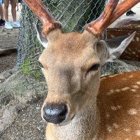 Peam (@sopeamyy) 's Twitter Profile