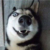 DOD👿 (@dod4687) 's Twitter Profile