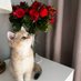 𝑺𝒂𝒈𝒉𝒂𝒓 𝑩𝒂𝒉𝒂𝒅𝒖𝒓𝒚✨🧸 (@sagharbaha) Twitter profile photo 𝑺𝒂𝒈𝒉𝒂𝒓 𝑩𝒂𝒉𝒂𝒅𝒖𝒓𝒚✨🧸 (@sagharbaha) Twitter profile photo