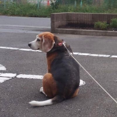 np_taro's profile picture. physician assistant