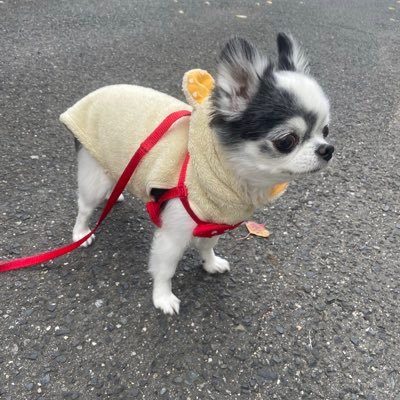 Qq2WIPLUei5478's profile picture. スト6最近始めました初心者です良かったら仲良くしてください🙇‍♂️