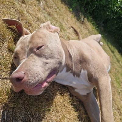 victor_aidoo's profile picture. 