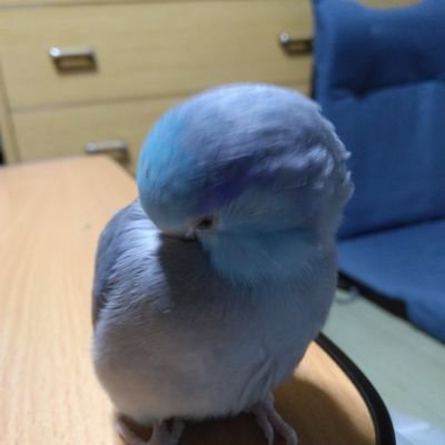 manamiki2237's profile picture. マメルリハと白文鳥を飼ってます♥