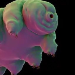 BenKlosiewski's profile picture. Kangaroos can't hop backwards.