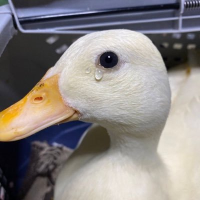 Ako_O211's profile picture. 나의 완성은 너야