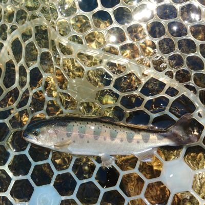 釣りが大好き🎣ルアーフィッシング(ほぼエリアトラウト)トップウォーター系が大好きです🐟漫画、アニメも大好き✌️特にエヴァ、ガンダム好きです😀無言フォローお許し下さい。色んな方と繋がりたいです。