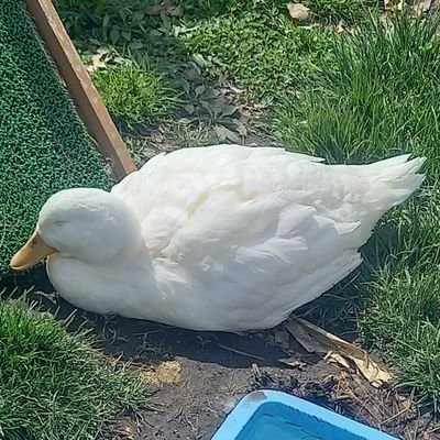 血を吸われながら健気に生きてます。
趣味は配信巡りとお芝居とプラモ組み✨
リアル多忙のためリプは遅めです…
最推し・庭咲ぴよ🐣🐥
推しV様🩹🐰🎀/🐻❄️🖤/🐿🌼/🕊☕/👑🦇/📛💘/🎀🐁/🐾🌄
