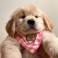 𝐏ᩚiggybubu 𐦍 (@piggyybbubu) 's Twitter Profile Photo 𝐏ᩚiggybubu 𐦍 (@piggyybbubu) 's Twitter Profile Photo