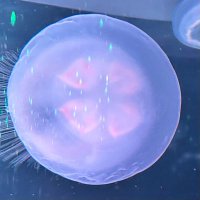 死にたいだけ (@kitaisaretai) Twitter profile photo