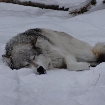 sleeqywolp's profile picture. 🐾