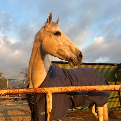 ocherine7's profile picture. 