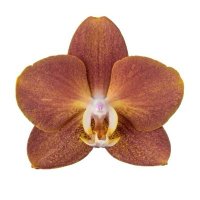 💌 (@j2o4m) 's Twitter Profile