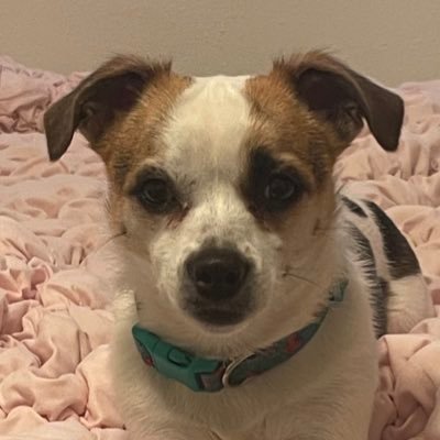 halfslpr's profile picture. the allegations are true, i am a bad bitch 💋