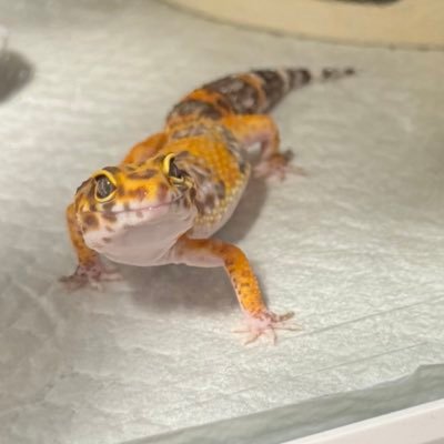 初心者🦎飼育員 2024.8レオパお迎え 2025.7 ニシアフお迎え 爬虫類垢と繋がりたい🙏 無言フォロー、いいね失礼します