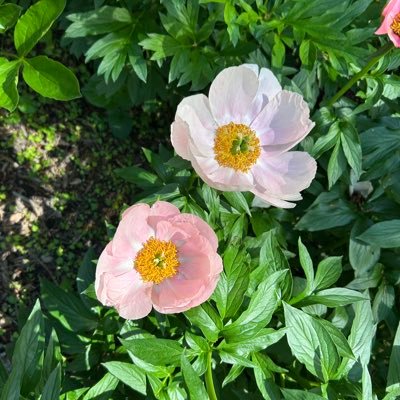 cap_horo63306's profile picture. 