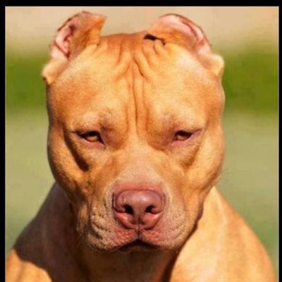 Breyona Newberry. Big Back and i love fucking yall bitches niggas 🤡🤡🤡🤡