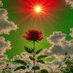 Beauty of flowers 🌺 (@sonu4471) Twitter profile photo Beauty of flowers 🌺 (@sonu4471) Twitter profile photo