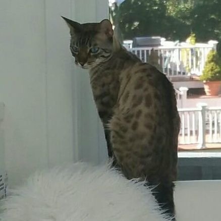 KarmaisaKat22's profile picture. 