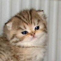 Jimmy 3rd account coz twt is BROKEN (@cutiefuljimmy) 's Twitter Profile